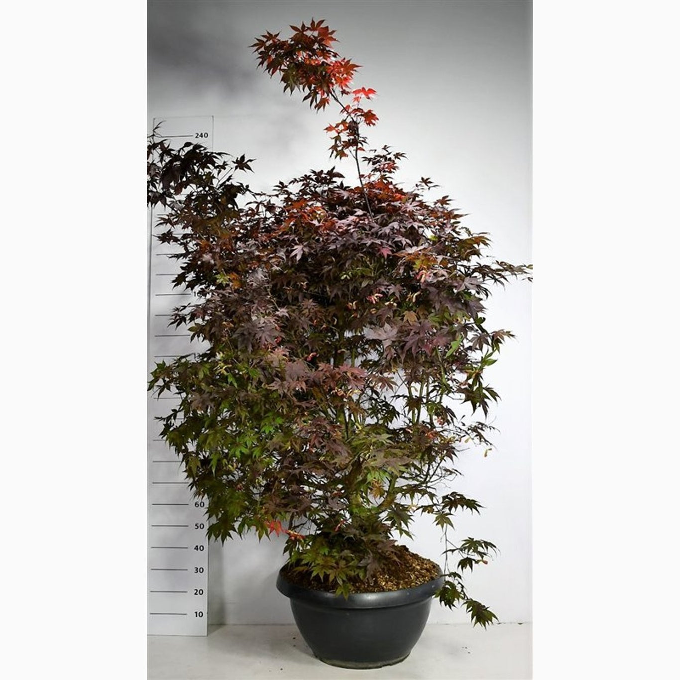 Japansk lönn – Acer pal. 'Bloodgood' - C110 150-175 CM